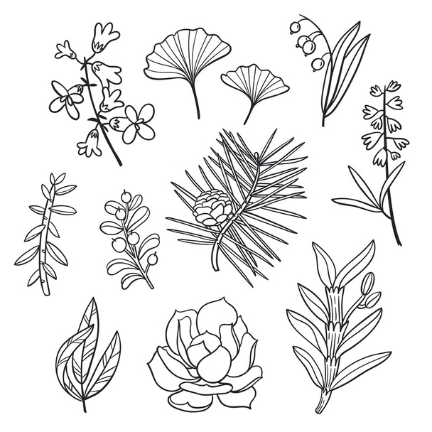 Floral illustraties set - Vector, afbeelding