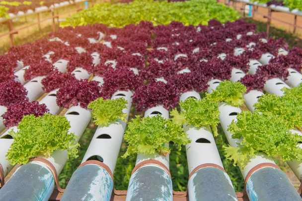 Organiczne warzywa hydroponiczne w gospodarstwie uprawnym - Zdjęcie, obraz