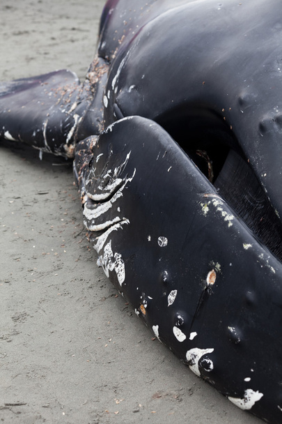 Fiatalkori Hosszúszárnyú bálna mossa partra, és meghalt - Fotó, kép