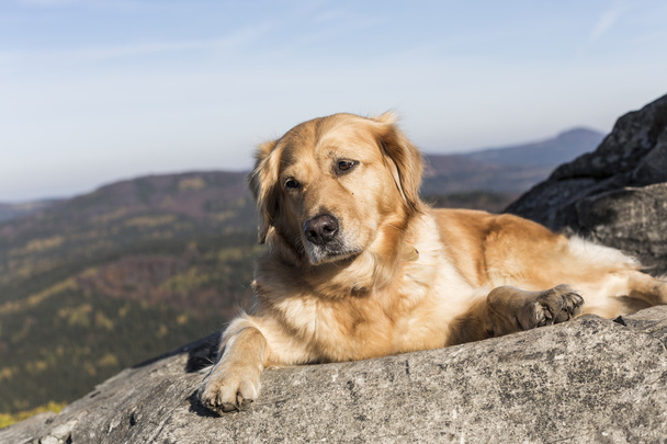 The golden retriever rest in the rock - Photo, Image