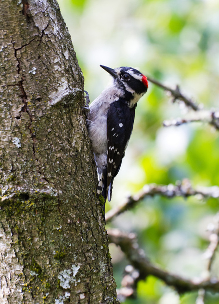 valse woodpecker - Foto, afbeelding
