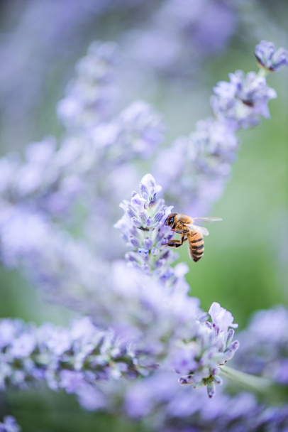 méh beporzó levendula - Fotó, kép