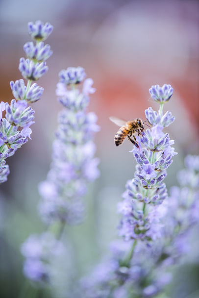 Biene bestäubt Lavendel - Foto, Bild
