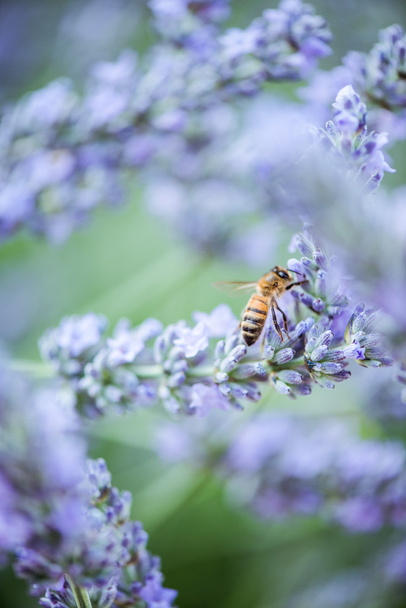 méh beporzó levendula - Fotó, kép