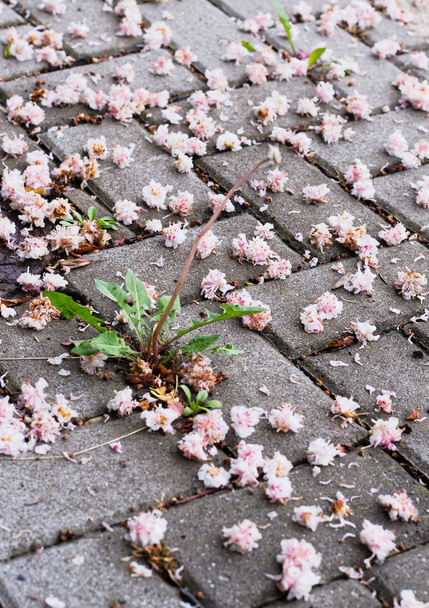 Fleurs sur un trottoir
 - Photo, image