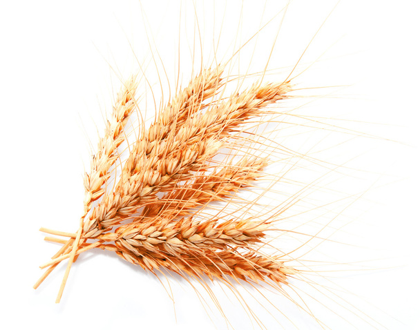 Пшеничные уши изолированы на белом фоне
  - Фото, изображение