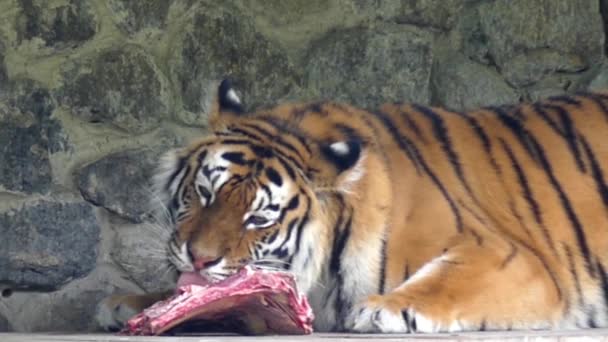 der Tiger frisst Fleisch und leckt in Zeitlupe. - Filmmaterial, Video