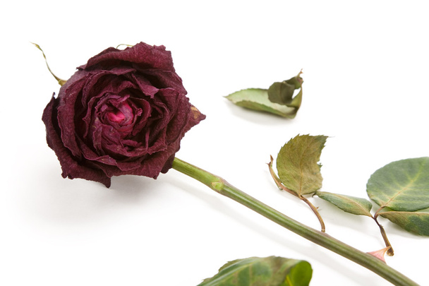 Rosa muerta
 - Foto, Imagen