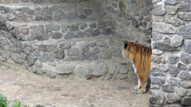 Kecses járás egy tigris, ban lassú mozgás. - Felvétel, videó