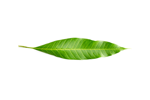 Hoja de primer plano del árbol de mango
 - Foto, Imagen