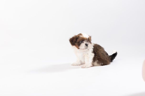 One funny shih-tzu puppy - Фото, изображение