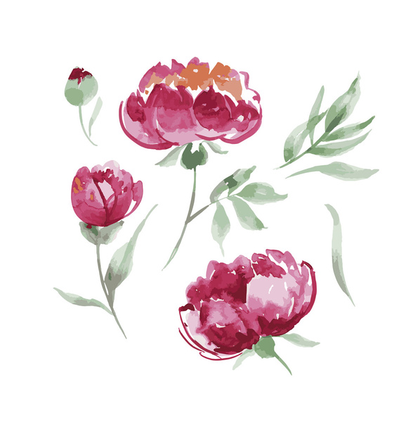 pink peony watercolor flowers kit for design. watercolor hand dr - ベクター画像