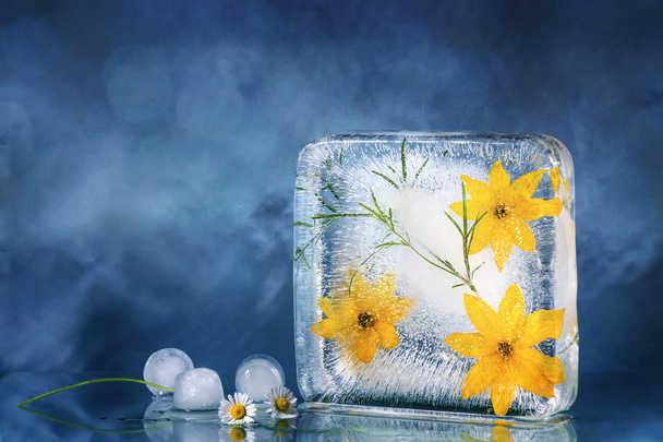 The composition of yellow flowers, frozen in ice. - Φωτογραφία, εικόνα