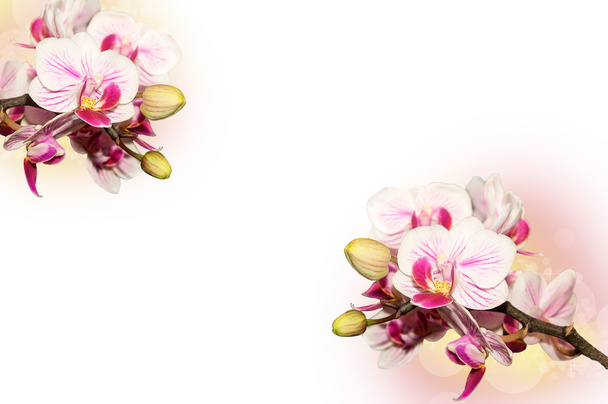 Фон с орхидеями
 - Фото, изображение