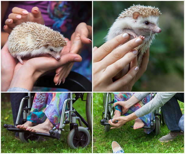 young girl in a wheelchair holding  hedgehog - Photo, Image