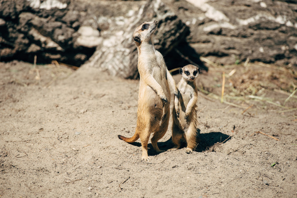 big and small meerkat - 写真・画像