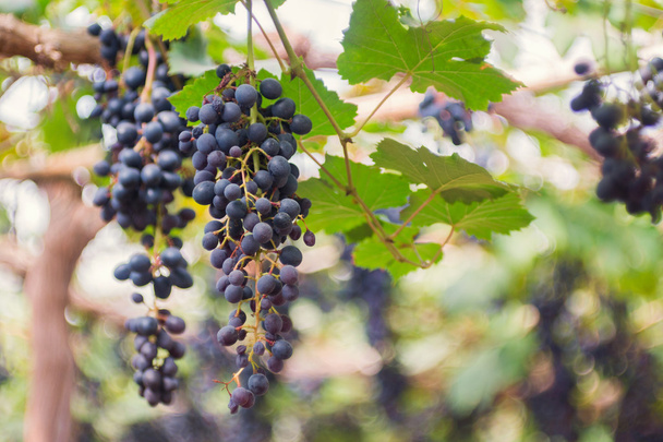 Bos van zwarte druif in de wijngaard - Foto, afbeelding