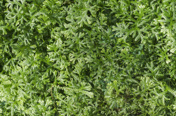 grass moss lichen texture - Фото, изображение