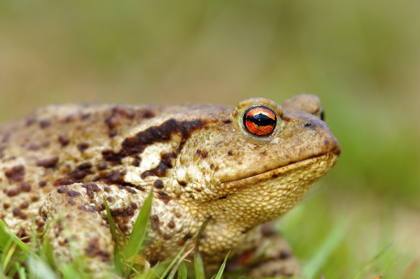 macro shot of common toad - Photo, Image