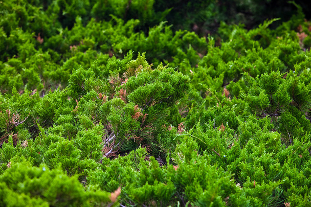 Coniferous dwarf trees background - Fotó, kép