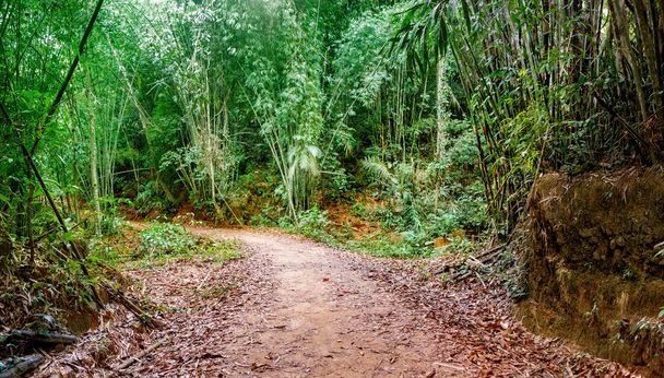 Πεζοπορικό μονοπάτι σε ταϊλανδικό τροπικό δάσος. - Φωτογραφία, εικόνα
