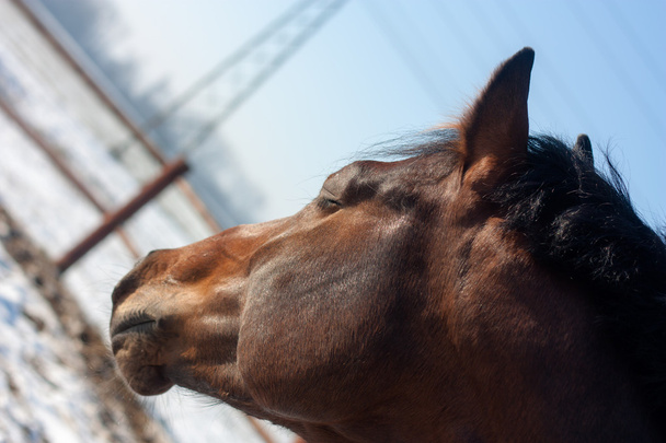 портрет коричневой лошади на природе зимой
 - Фото, изображение