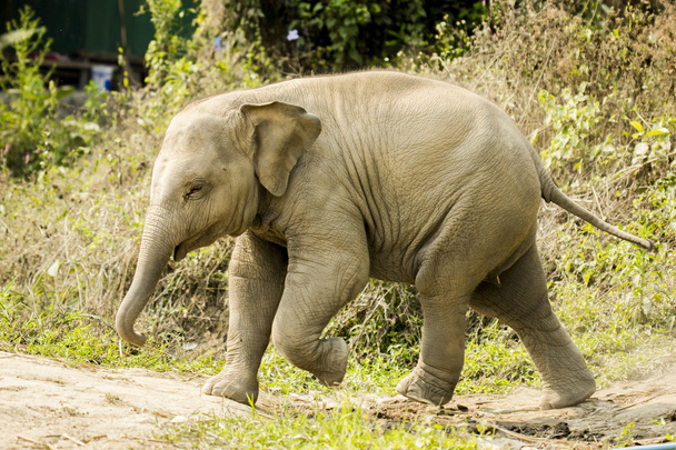 Маленький азиатский слон, ходящий в одиночестве в природе
 - Фото, изображение