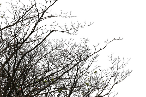 Zweige von Laubbäumen im tropischen Wald. - Foto, Bild