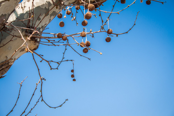 sycamore, Platanus acerifolia detalle de frutas
 - Foto, Imagen