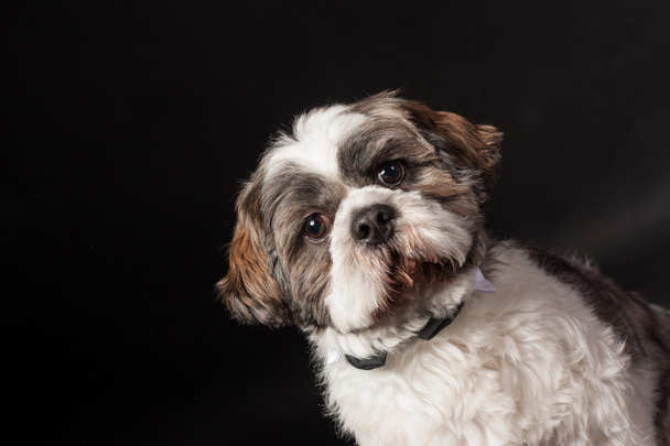 shih tzu dog portrait on black background in a photo studio - Photo, Image