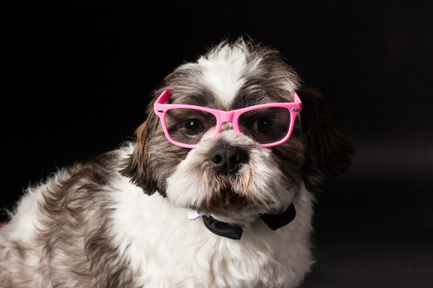 zabawny portret psa shih tzu w różowe okulary na czarnym tle w studiu fotograficznym - Zdjęcie, obraz