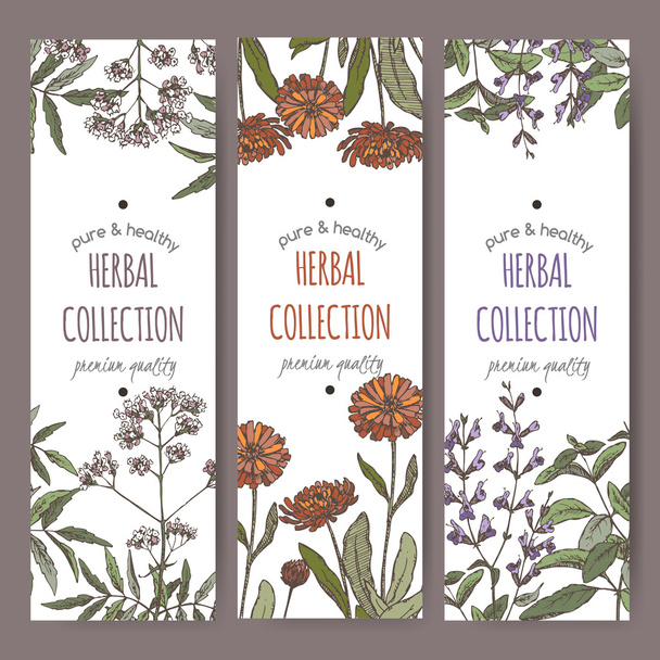 Three color vector herbal tea labels with valerian, calendula, sage. - Wektor, obraz