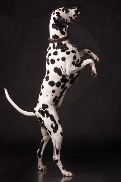 dalmatian dog standing on two feet on black background in a photo studio - Fotó, kép