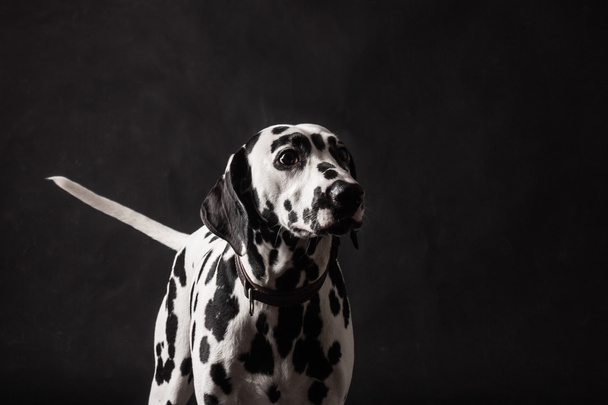 retrato de perro dálmata sobre fondo negro en un estudio fotográfico
 - Foto, Imagen
