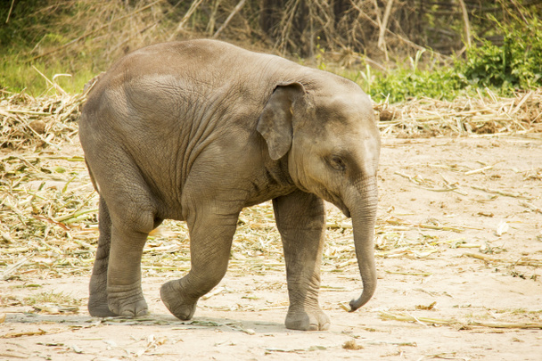 Baby Asian elephant walking isolated - 写真・画像