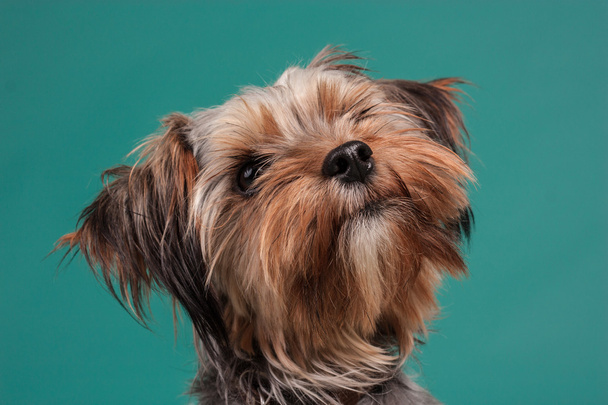 yorkie portrait on color background in a photo studio - Photo, Image