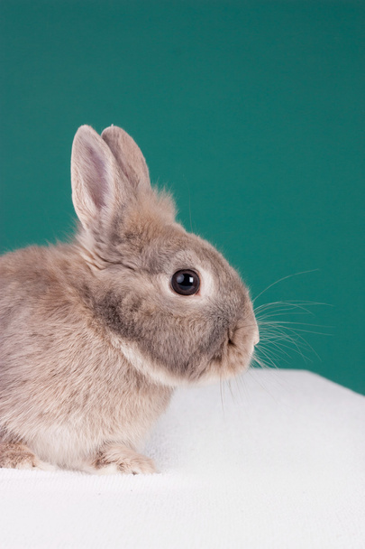 ładny królik królik portret na kolor tła w studiu fotograficznym - Zdjęcie, obraz