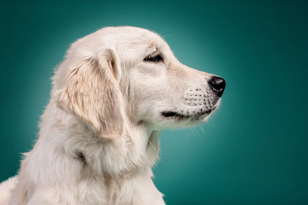 Golden retriever köpek yavrusu portre fotoğraf Studio renk arka plan üzerinde - Fotoğraf, Görsel