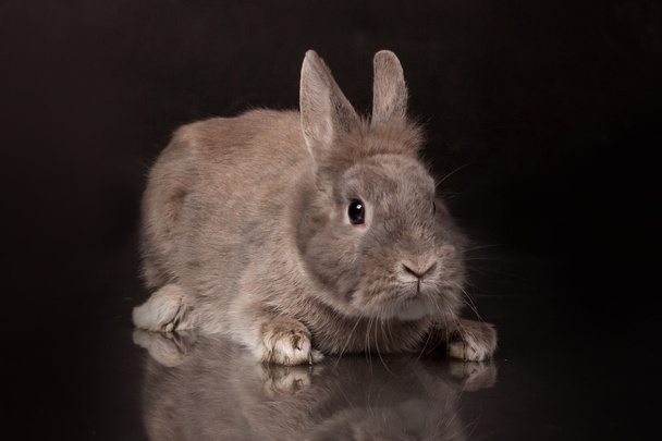 grey bunny rabbit on black background in a photo studio - Photo, Image
