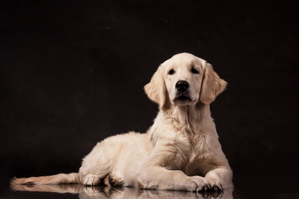 golden retriever cachorro acostado sobre fondo negro en un estudio de fotografía
 - Foto, Imagen