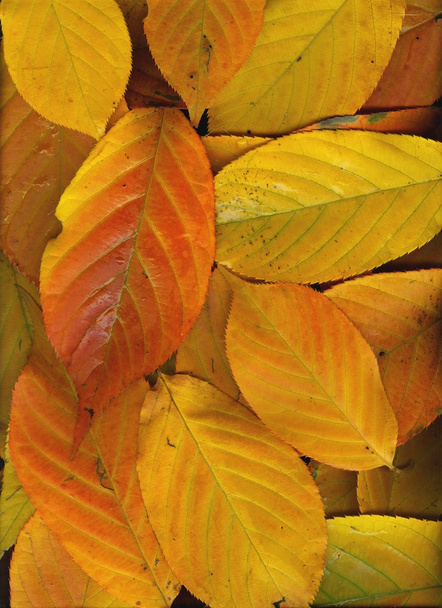 Falling leaves - Photo, Image