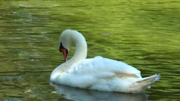 Cisne branco flutuando em uma lagoa
 - Filmagem, Vídeo