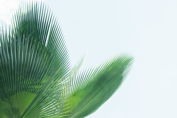 palmbladeren tegen de lucht - Foto, afbeelding