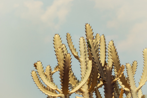 Filtered cactus against blue sky - Foto, Imagem