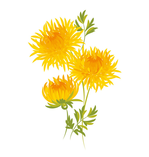 autumn chrysanthemum flower. golden-daisy floral vector illustra - Vector, Image