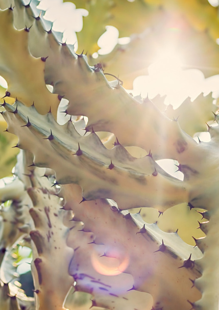sunrays with lens flare through cactus branches - Φωτογραφία, εικόνα