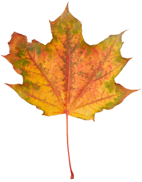 Осенний кленовый лист - Фото, изображение