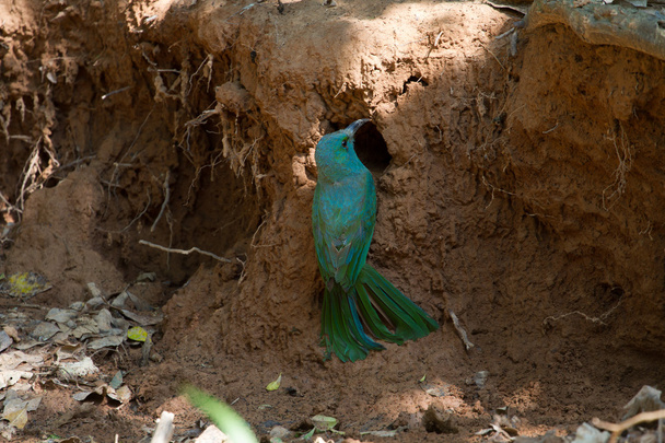 Vousatá modře Bee-eater terénu v přírodě - Fotografie, Obrázek