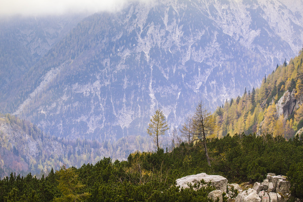 Single tree and Julian Alps - Foto, Bild