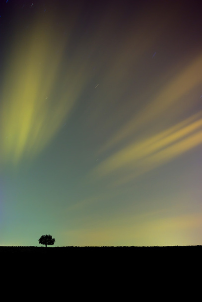 Värikäs yötaivas puun kanssa
 - Valokuva, kuva